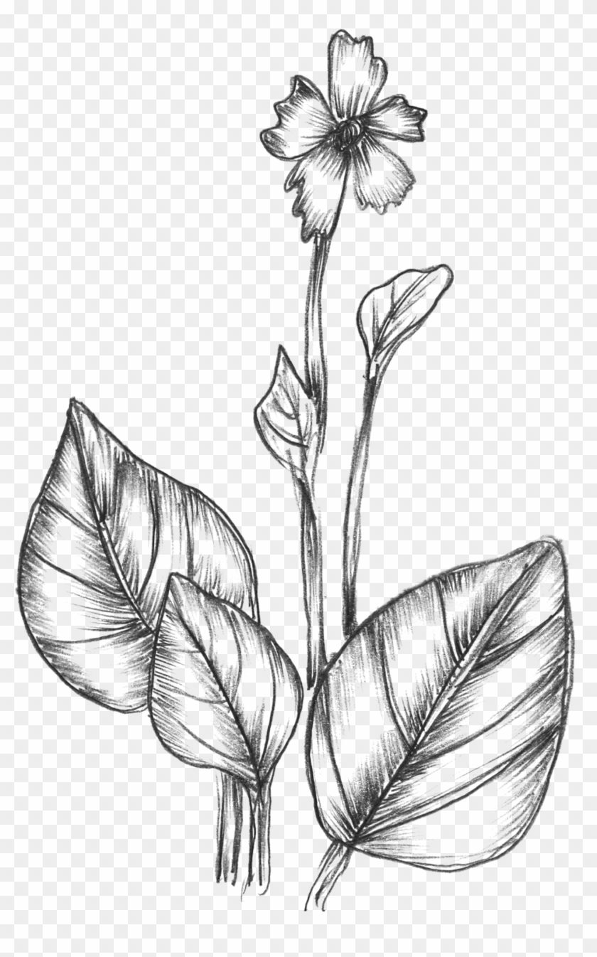 Free Vector Sketchy Plants - Free Vector Sketchy Plants #1099287