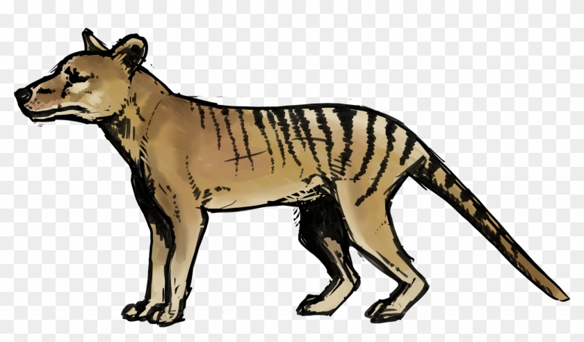 Image Result For Site - Thylacine Transparent #1104752