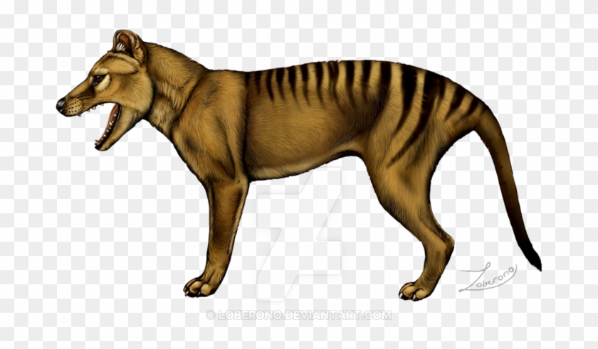 Thylacine By Loberono On Deviantart - Thylacine #1104753