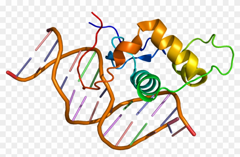 Estrogen Related Receptor Alpha #1107674