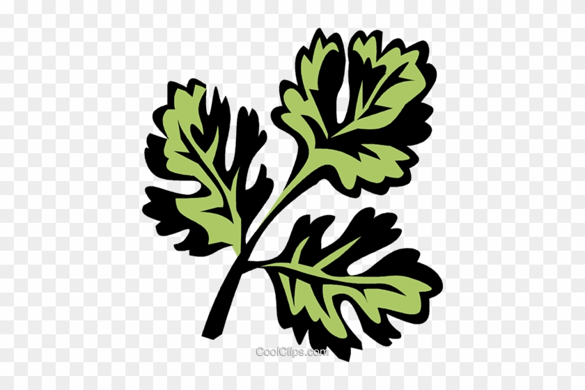 Coriander Royalty Free Vector Clip Art Illustration - Coriander Clipart #1113437