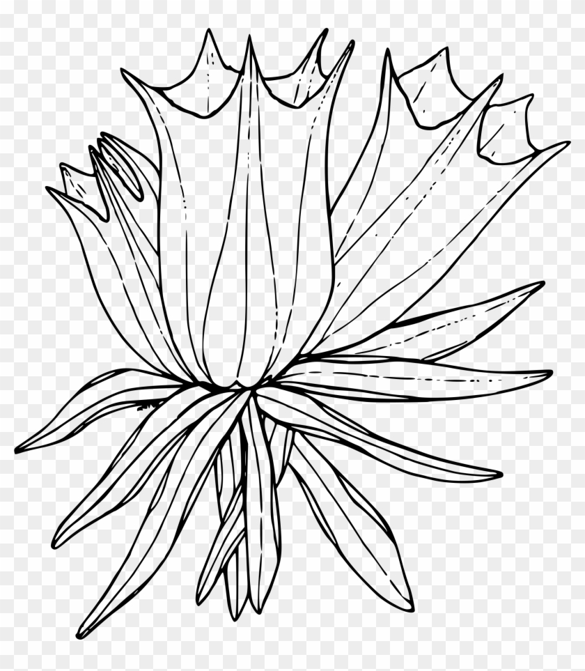 Clipart - Plants To Color - Free Transparent PNG Clipart Images Download