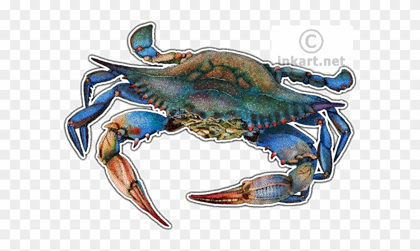 Blue Crab Illustration - Maryland Blue Crab Png - Free Transparent PNG