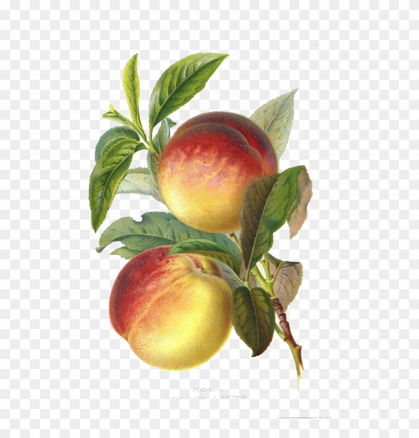 Peach Plum Botany Botanical Illustration Fruit - Botanical Illustration Fruit #1122309
