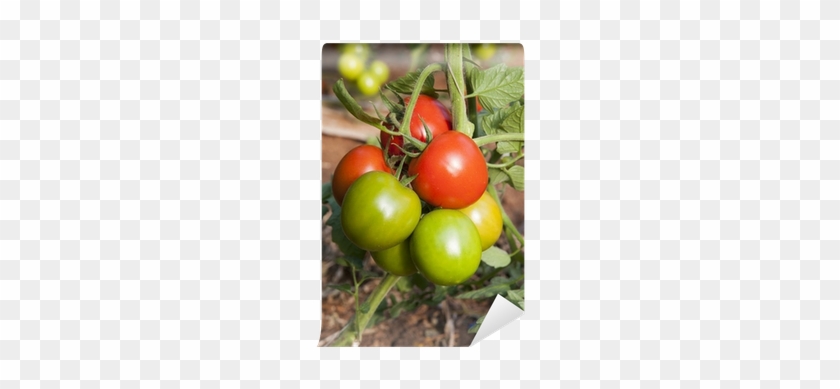 Europe, Italy, Sicily, Red And Green Tomatoes In A - Italy #1122340