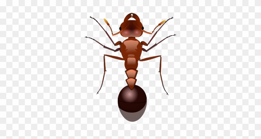 File Red Ant Svg Fourmi Svg Free Transparent Png Clipart Images Download