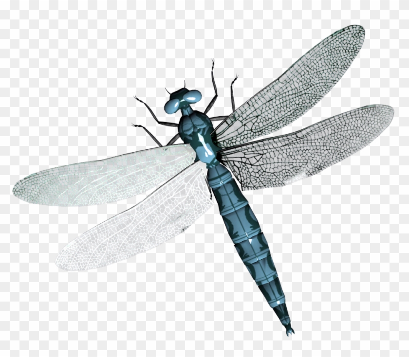 28 Collection Of Dragonfly Clipart Transparent Background - Png Dragonfly #1134321