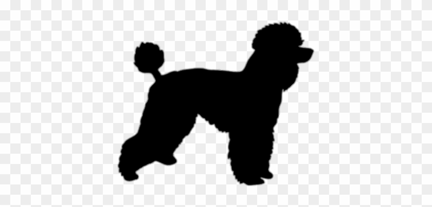 Download Poodle Silhouette Png Free Transparent Png Clipart Images Download