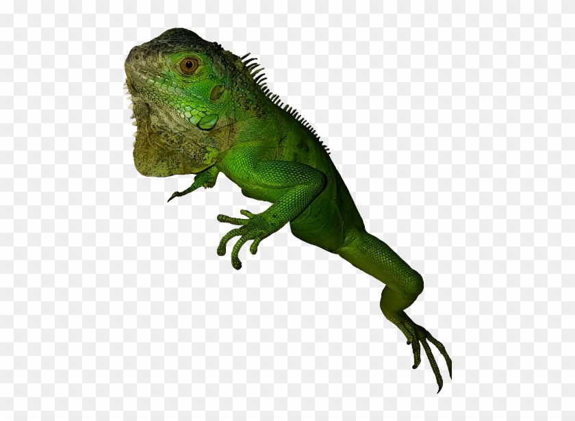 Common Iguanas - Full Size Png Clipart Images Download