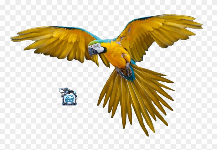 flying bird gif transparent