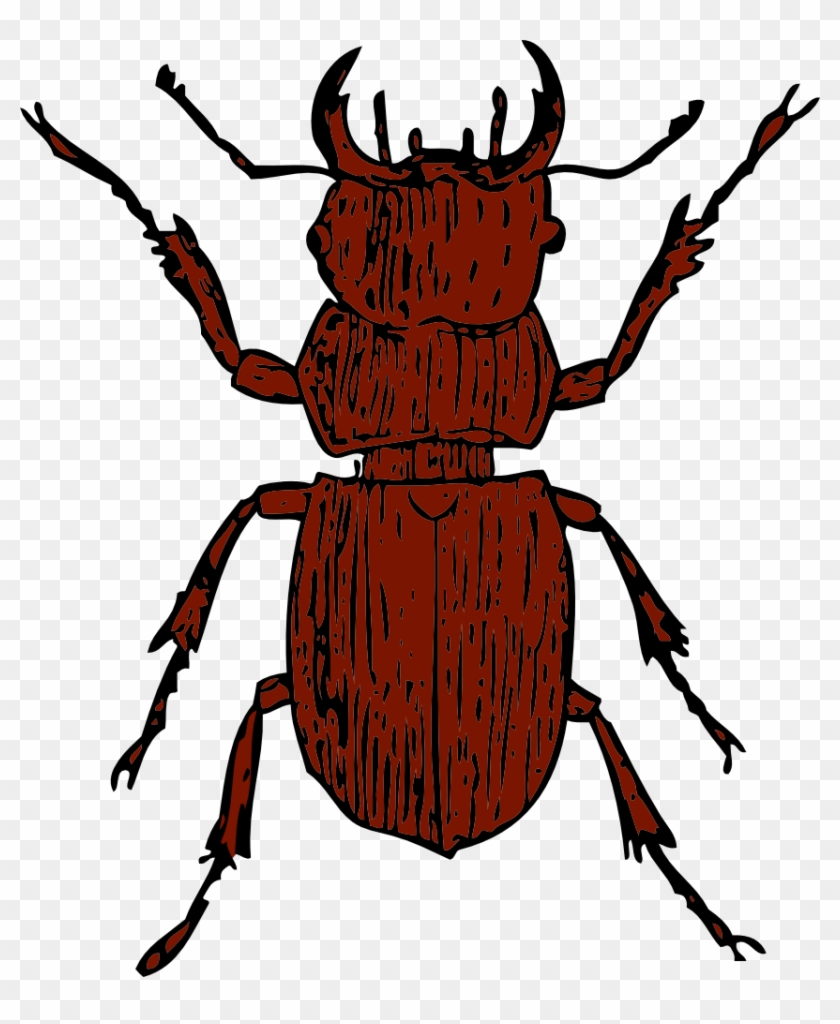 Stag Beetle Clipart #191003