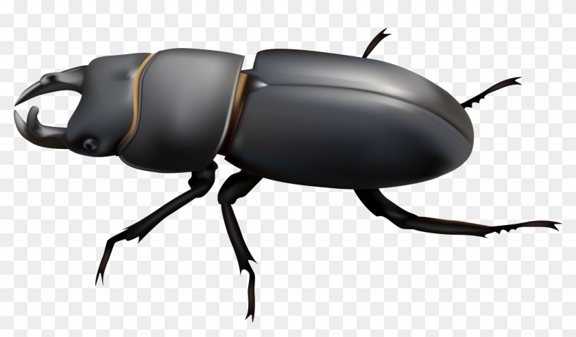 Beetle Png Clip Art - Portable Network Graphics #191024