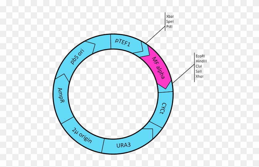 Available Vectors For Us - Circle #1144485