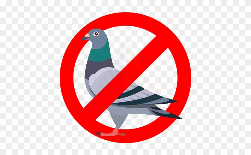 450 - 441 - - Pigeon Control #1146634