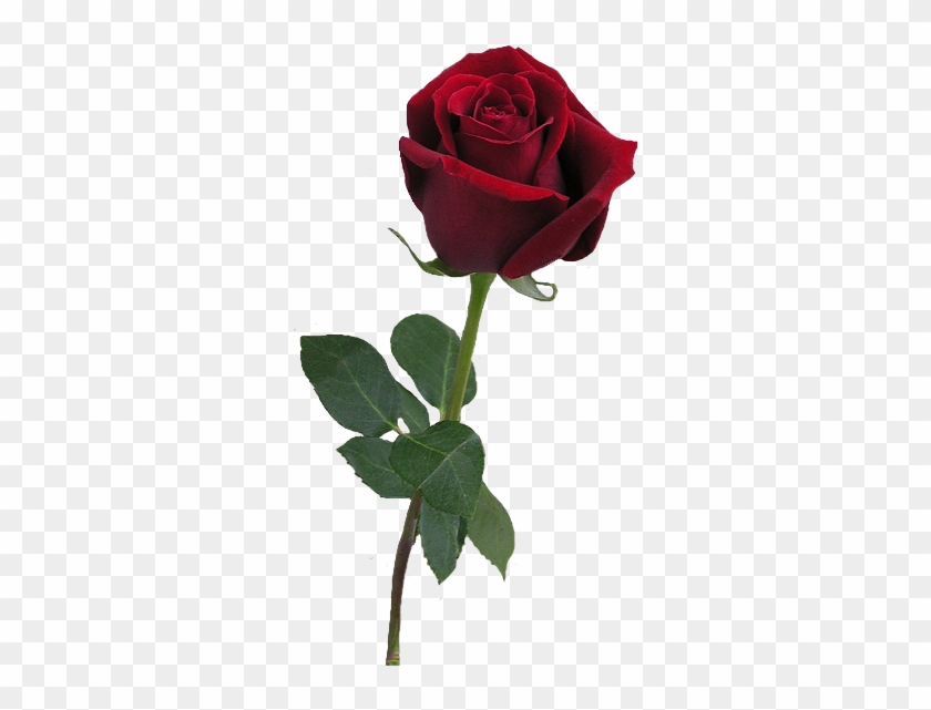 Red Rose Clipart Rose Bud - Gif De Una Rosa #1151020