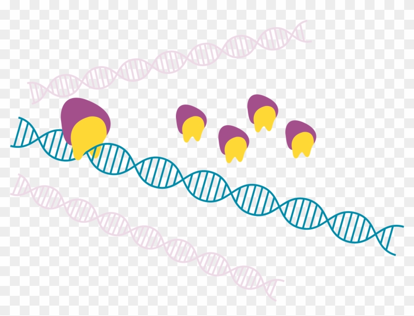 Ttav Protein Binds To Teto, Producing Positive Feedback - Hot Air Balloon #1151878