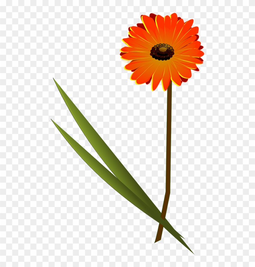 Gerbera Clipart #1154325