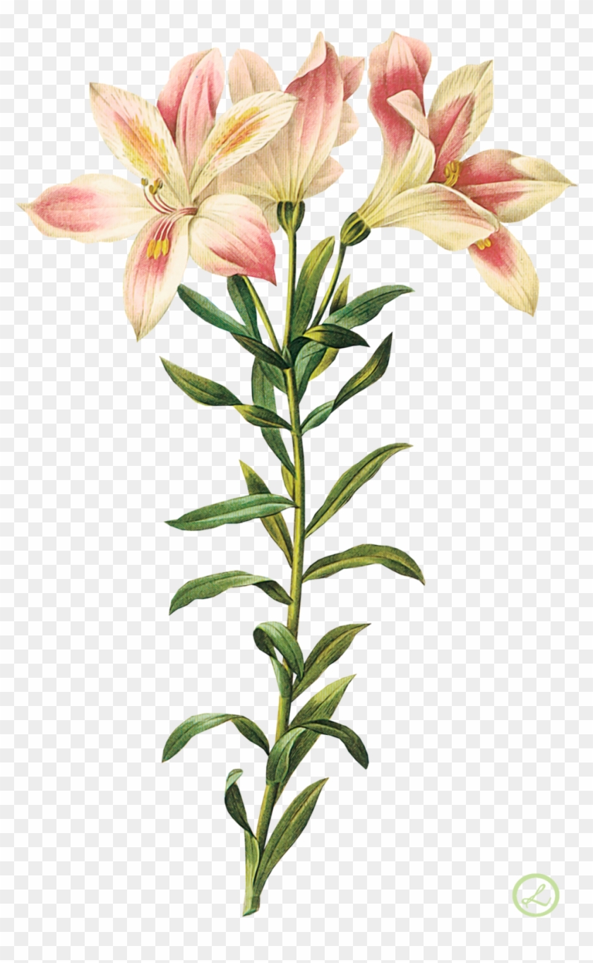 Flores By Eross 666 Flores By Eross - Alstroemeria Botany Print #1161593