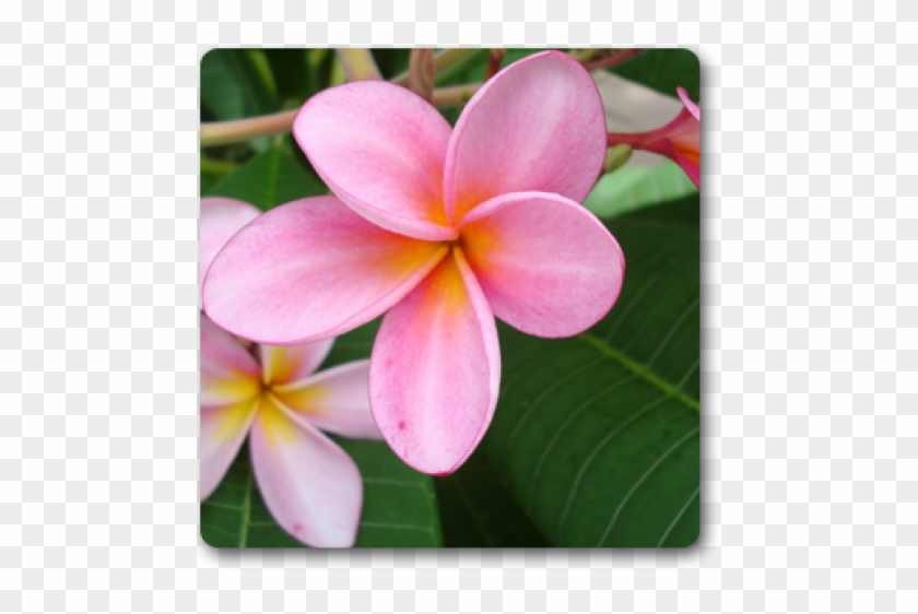 Pink Plumeria #1161668