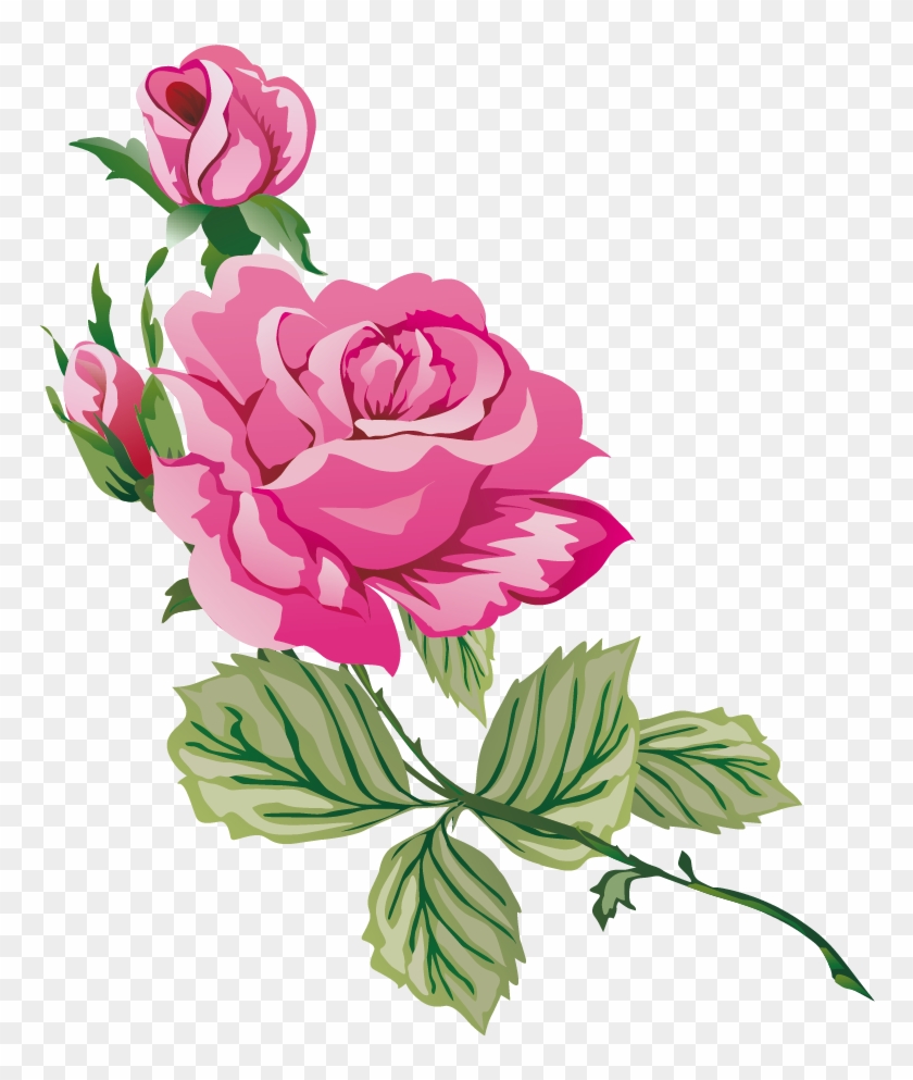 Garden Roses Cabbage Rose Blue Rose Clip Art - Cream Floral Set 90th ...