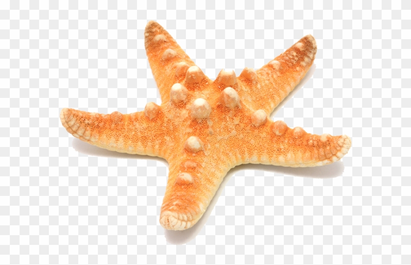 Periodontist - Starfish Png Hd #1163641