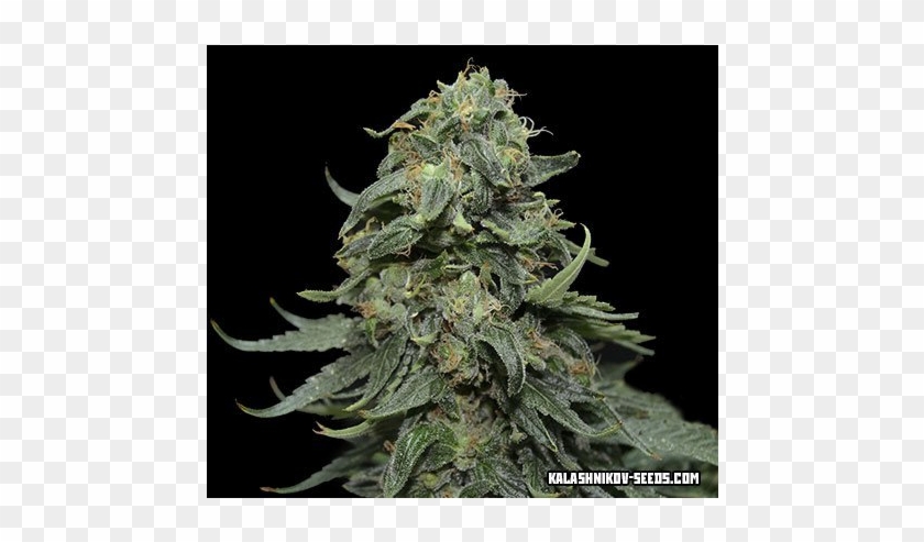 Kabul Express 3ks - Feminized Cannabis #1169213