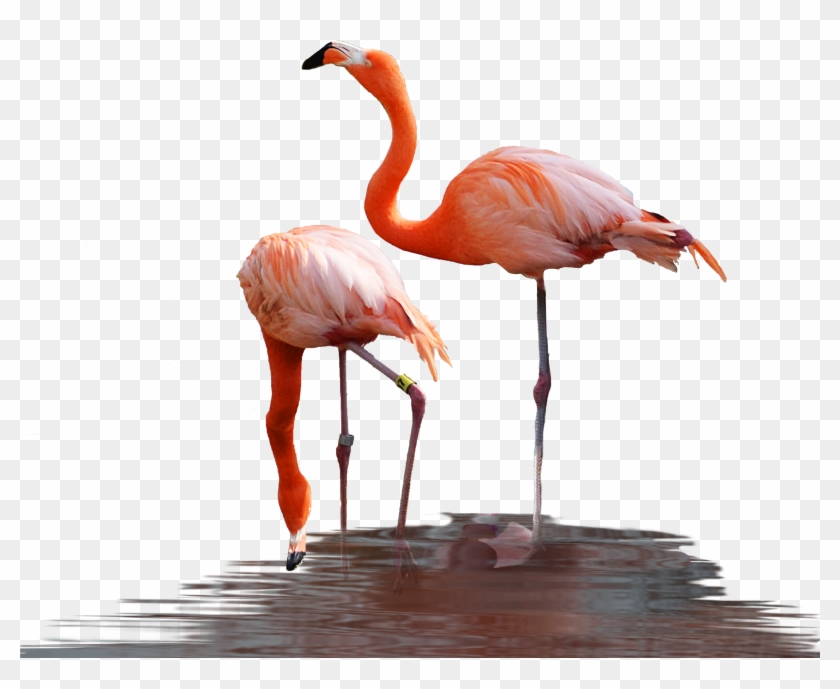 Pink Flamingo Stock Photo Dsc 0441 Png By Annamae22 - Pink Flamingo Stock Photo Dsc 0441 Png By Annamae22 #1169538