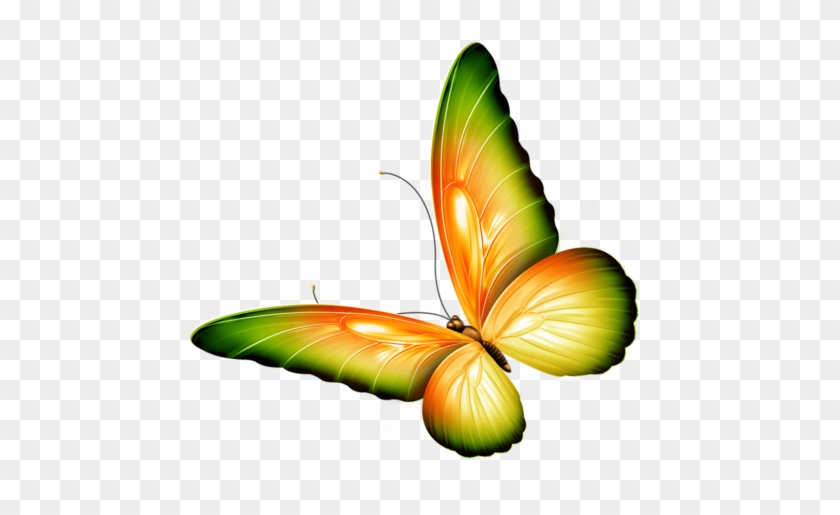 ‿✿⁀butterflies‿✿⁀ - Png Clipart For Photoshop #1176279