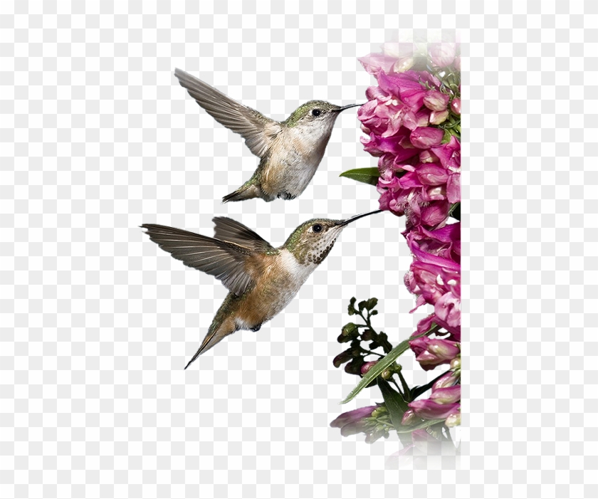 Ruby-throated Hummingbird #1183447