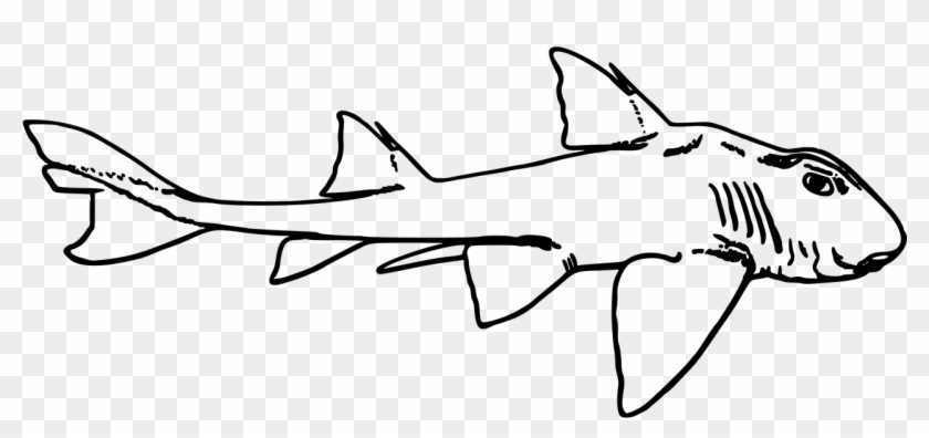 leopard shark drawing