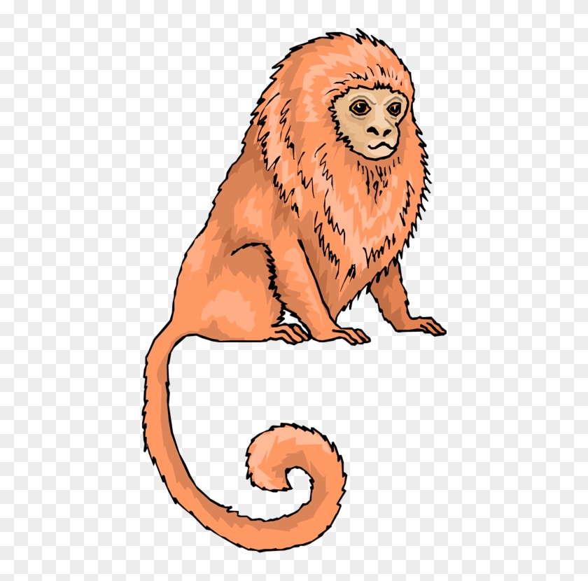 Tamarin - Golden Lion Tamarin Clipart #196542