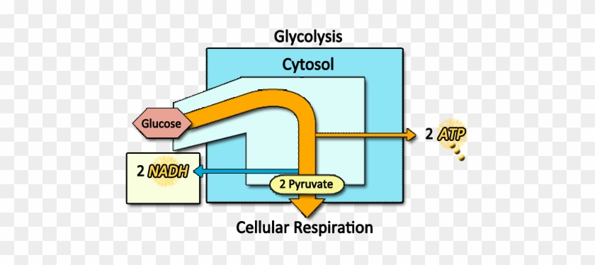 Diagram For Glycolysis - Diagram #1187550