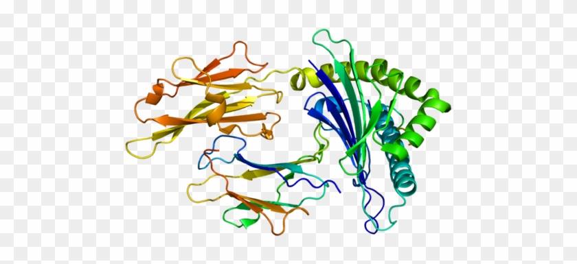 Hla-g - Hla Protein #1191903