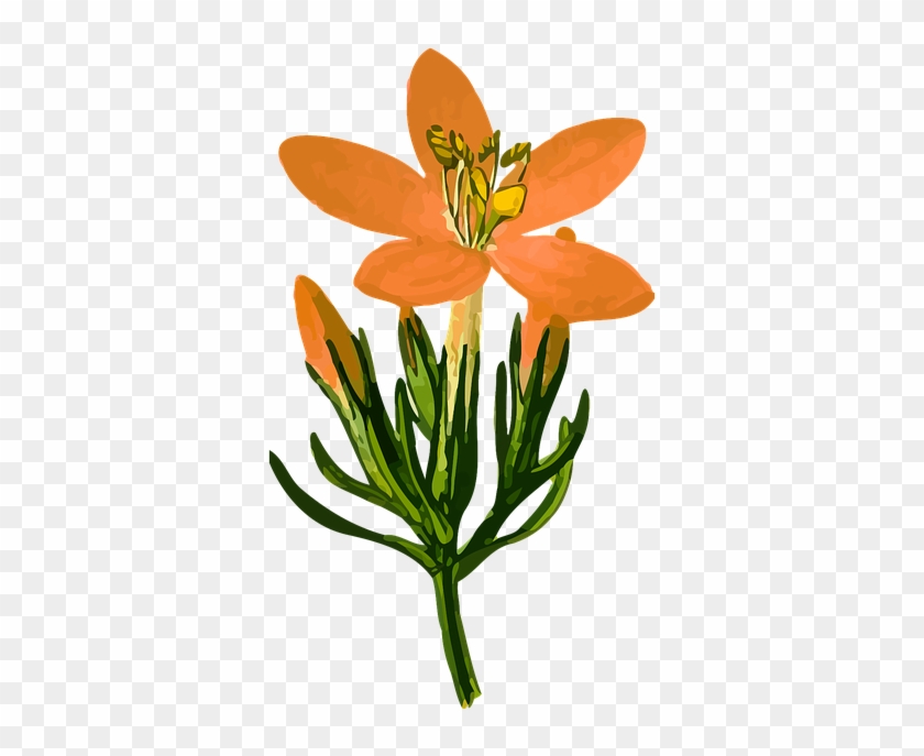 Gentian - - Genciana Png #1193446