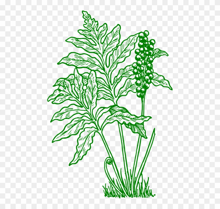 Fern Cliparts 9, Buy Clip Art - Fern Clip Art #1193459