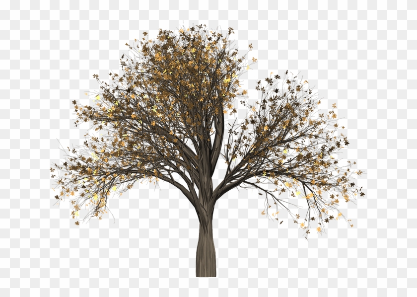 Tree, Elm, Elm Tree, Isolated, Leaf, Autumn, Fall - Aesthetic Transparent Plant #1193911