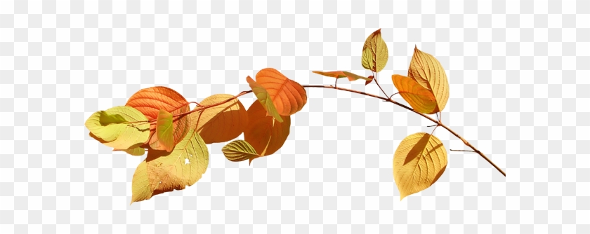 Feuilles D'automne Png Suite - Feeder #1193973