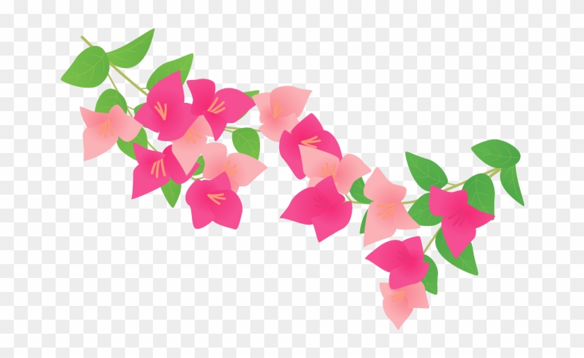 Bougainvillea Plants Petal ブーゲンビリア イラスト Free Transparent Png Clipart Images Download