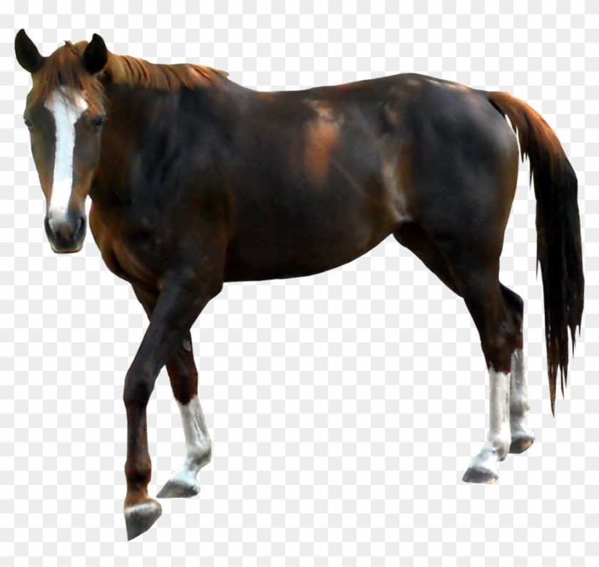 Brown Horse Png Clipart - Transparent Horse #1197611