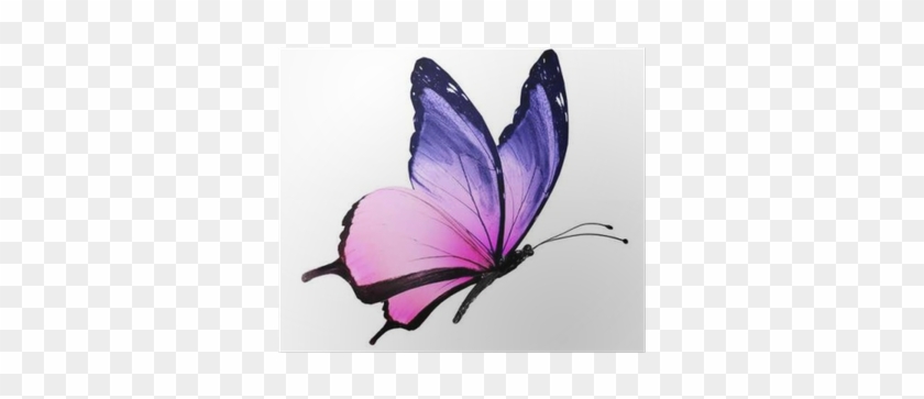 Color Butterfly Flying, Isolated On White Poster • - Pink And Purple  Butterfly - Free Transparent PNG Clipart Images Download