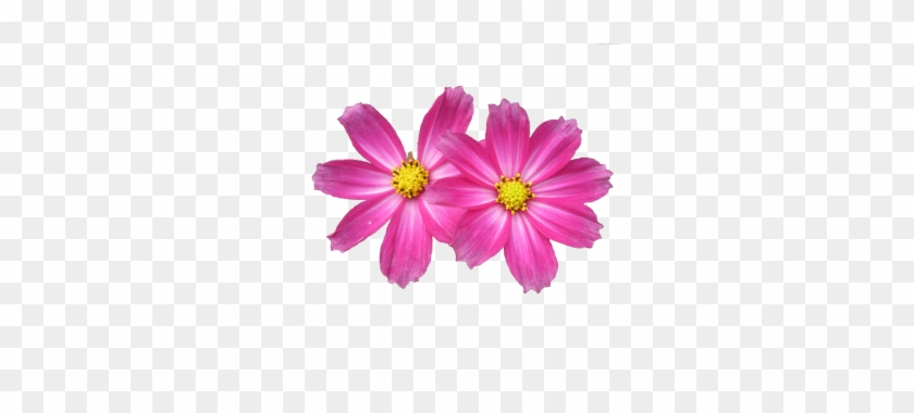 Two Pink Flower Png Png Images - Flower Png #1201269