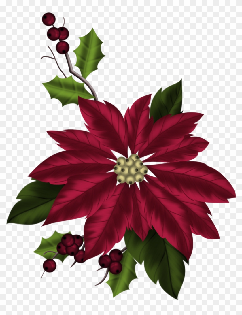 Poinsettia Plant - Aquifoliales - Free Transparent PNG Clipart Images ...