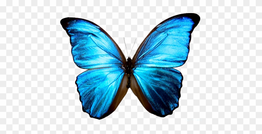 Photo - Blue Butterfly Png #1202023