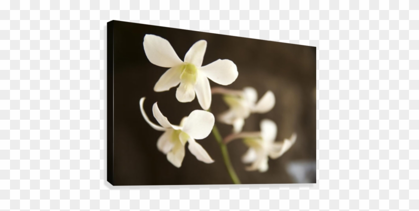 Hawaii, Kauai, White Orchid - Posterazzi Hawaii Kauai White Orchid Posterprint 34.00 #1203933