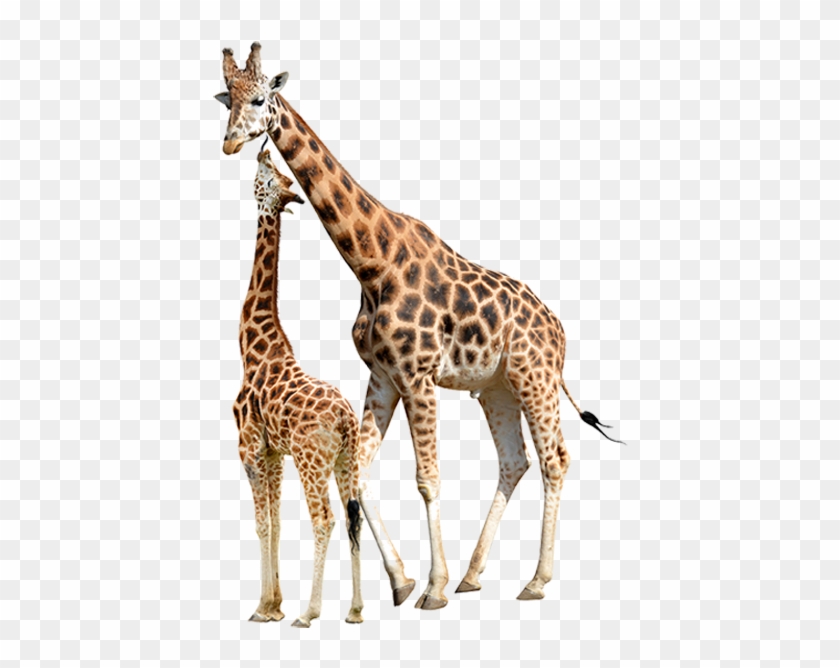 Giraffa / Giraffe / Giraffe - Giraffe White Background - Free Transparent  PNG Clipart Images Download