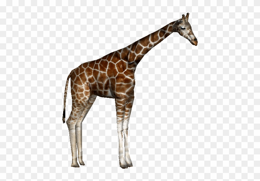 Baringorothgiraffeap - Giraffe Zoo Tycoon Png - Free Transparent PNG ...