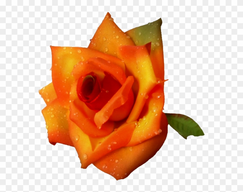 Rose #1207356