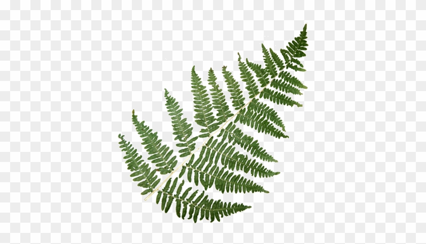 Mountain Fern - Giant Frond - Mountain Fern - Giant Frond #1207825