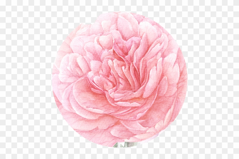 Peony Free Png - Portable Network Graphics #1214783