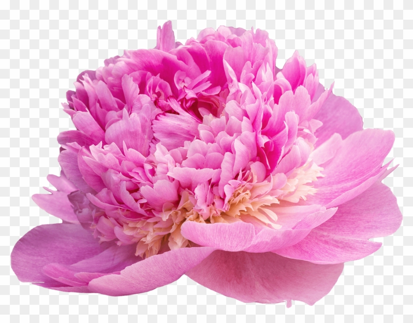 Peony #1214788